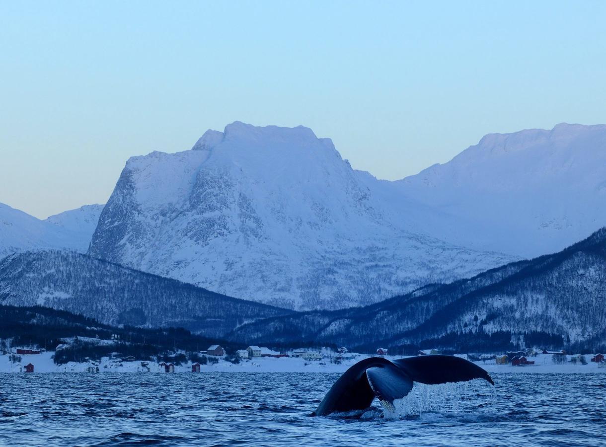 Senja Fjordhotell And Apartments Stonglandseidet Экстерьер фото